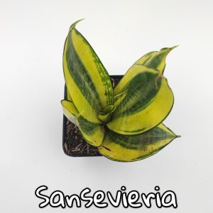 Plantas de escritorio