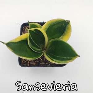 Sansevieria verde