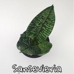 Plantas de escritorio