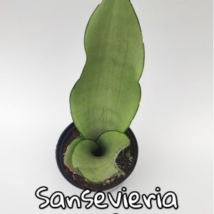 Plantas de escritorio