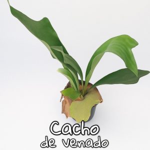 Plantas de follaje