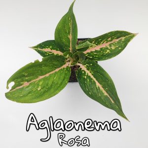 Plantas de escritorio