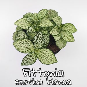 Plantas de follaje