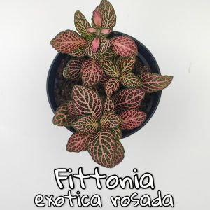 Plantas de escritorio
