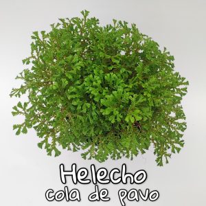 Plantas de follaje