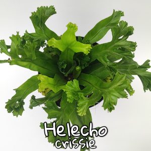 Plantas de follaje