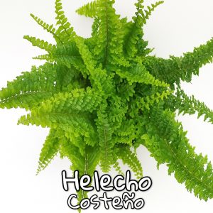 Plantas de follaje