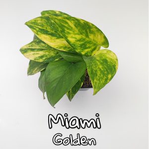 Plantas de escritorio