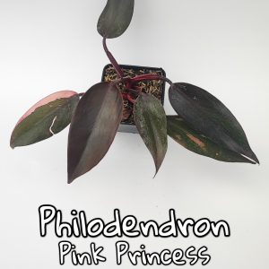 Plantas de escritorio