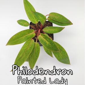 Philodendron