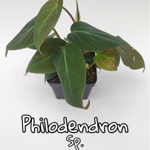 philodendron