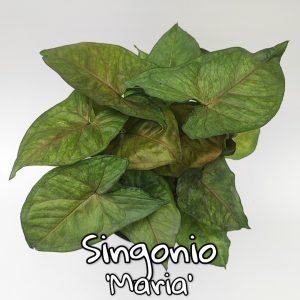 Plantas de follaje - singonio maria p14