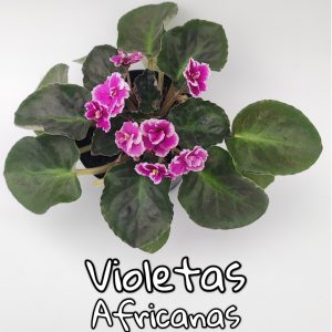 Plantas de follaje